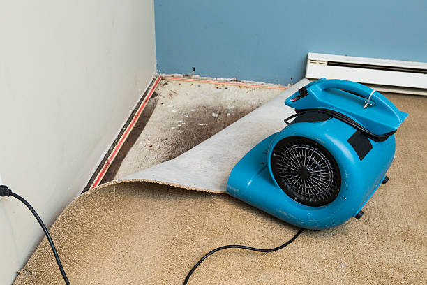 Best Water damage restoration near me  in Del Rey, CA